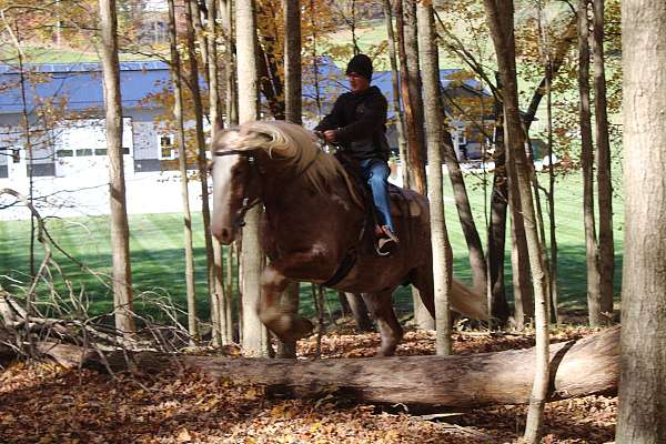 draft-horse