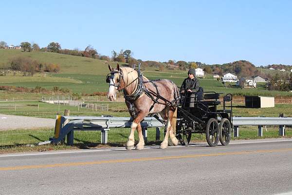 all-around-draft-horse