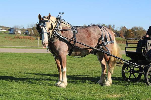 athletic-draft-horse