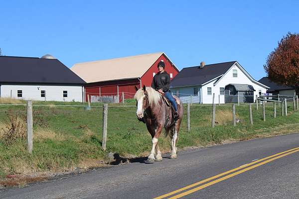 beginner-draft-horse