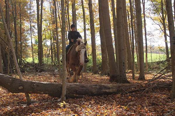 companion-draft-horse