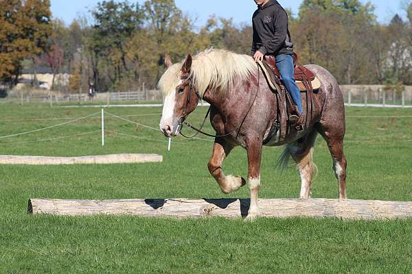 driving-draft-horse