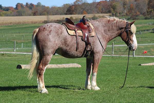 experienced-draft-horse