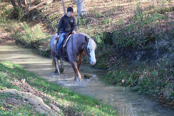 finished-draft-horse