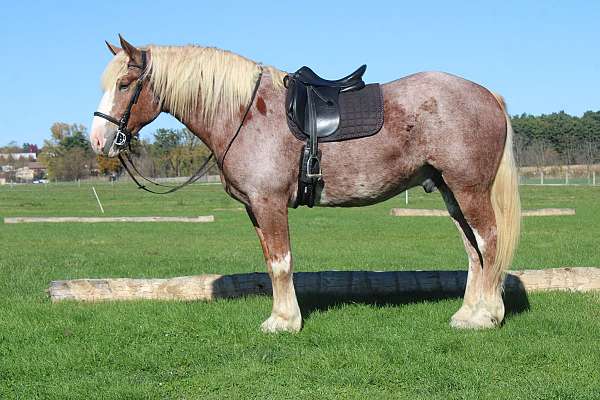 flashy-draft-horse
