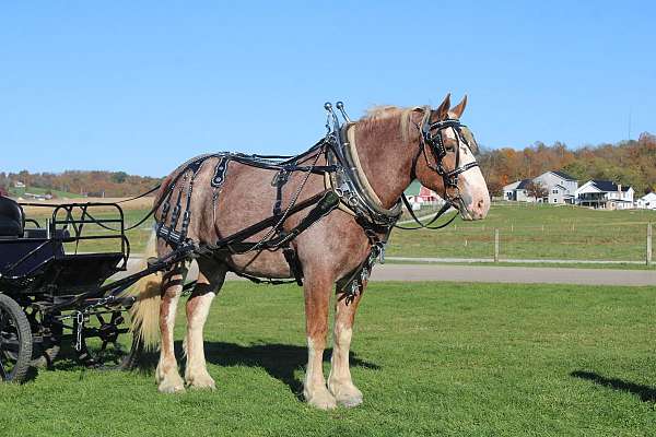 halter-draft-horse