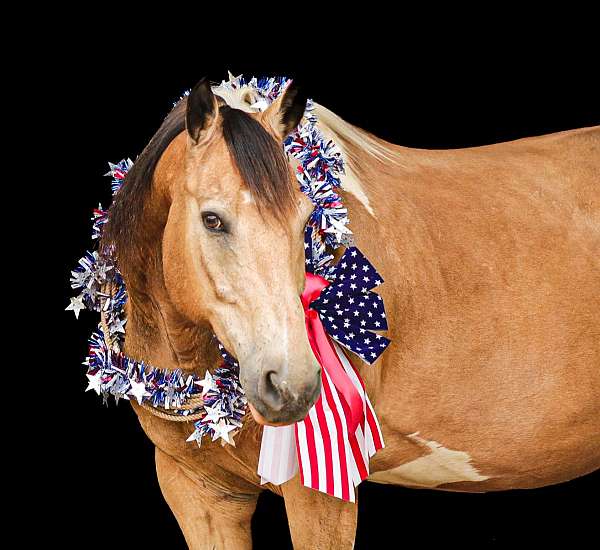 all-around-paint-horse