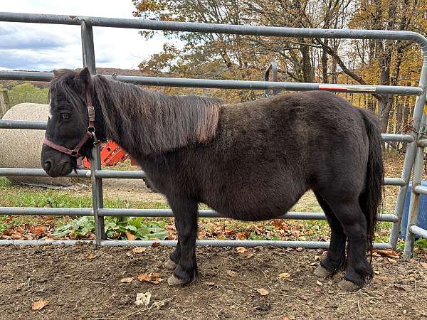 companion-halter-broodmare