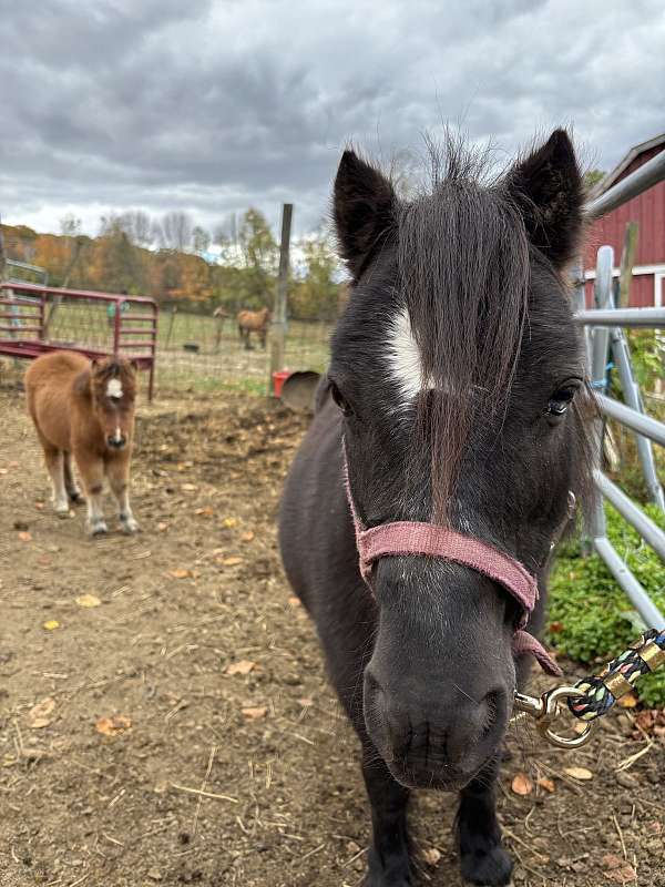 companion-halter-foal