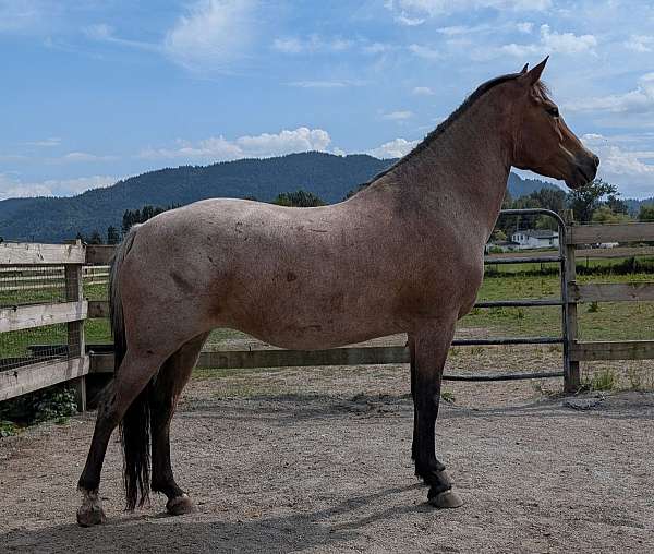 white-snip-stripe-sock-pony