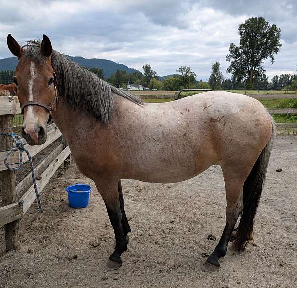 red-roan-white-snip-stripe-sock-pony