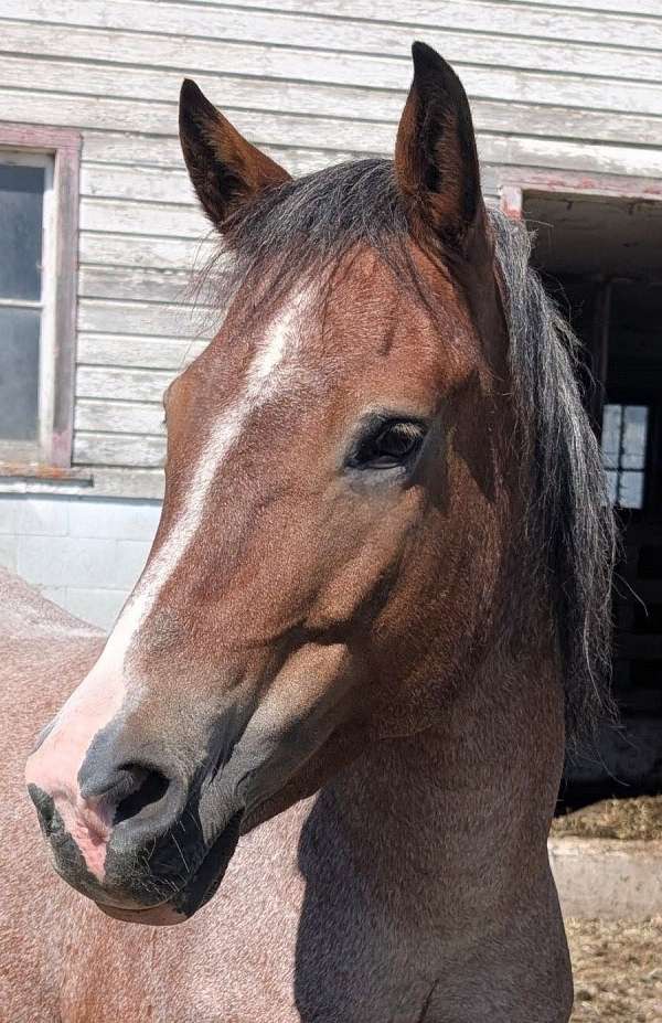 prospect-new-forest-pony