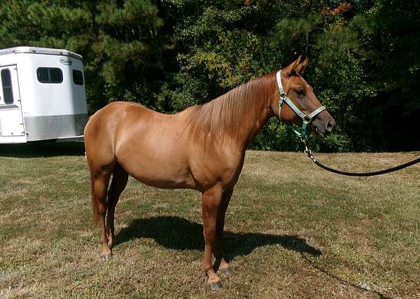 dun-quarter-horse-filly