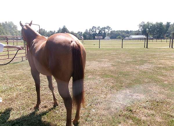dun-filly-for-sale