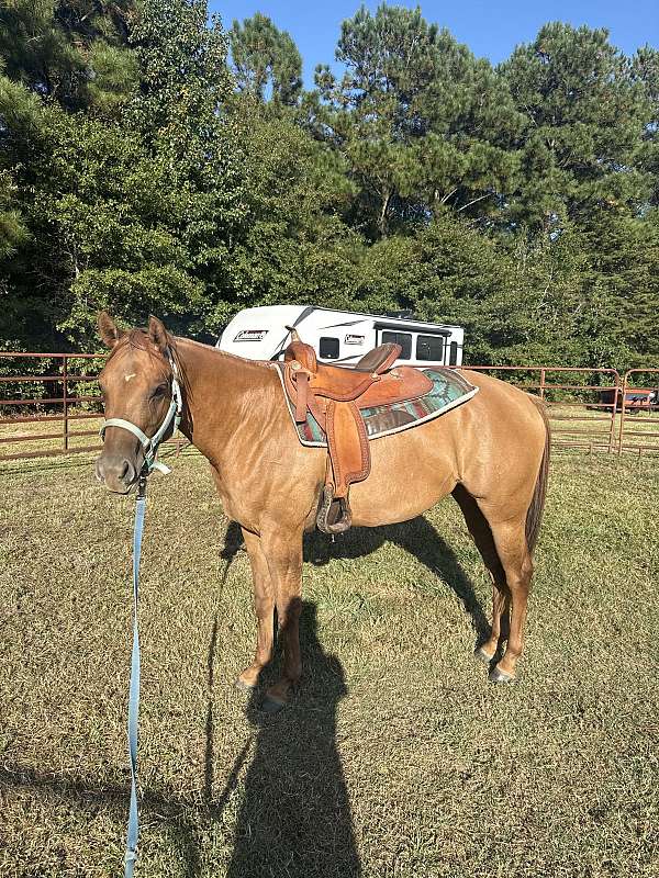 dun-quarter-horse-for-sale
