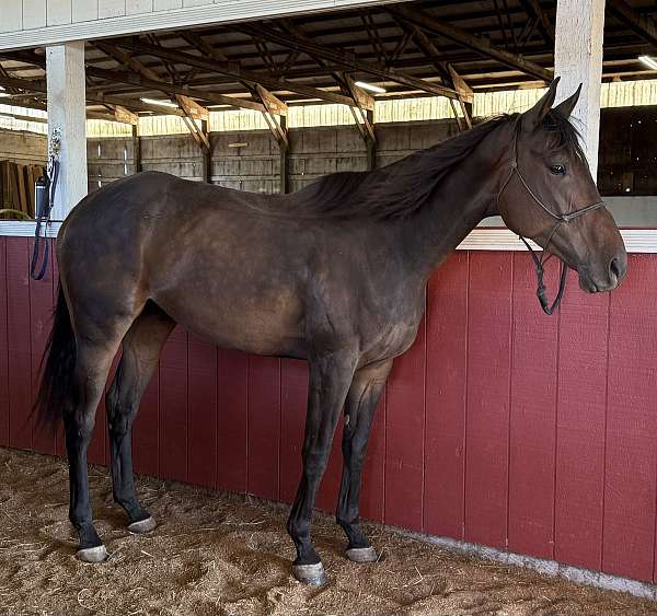 thoroughbred-gelding
