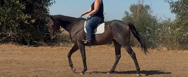 thoroughbred-horse-for-sale