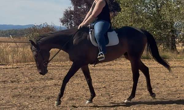 thoroughbred-horse