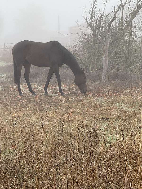 obstacle-course-thoroughbred-horse
