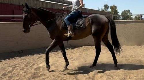 amateur-thoroughbred-horse