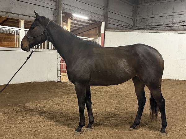 small-star-no-other-white-horse