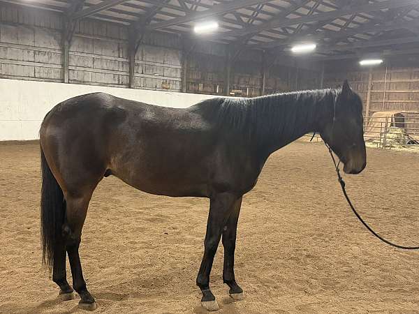 bay-small-star-no-other-white-horse
