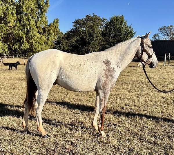 appaloosa-gelding