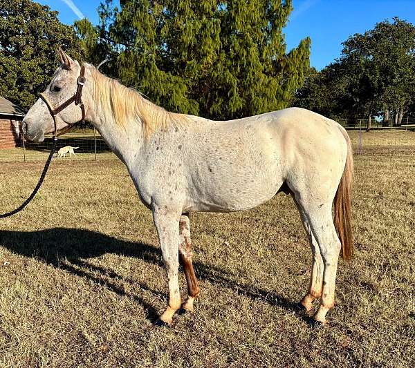 appaloosa-horse-for-sale