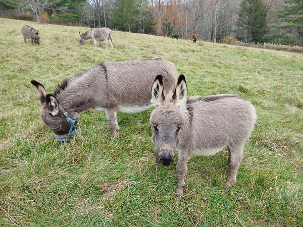 light-grey-with-dark-stripe-on-backshoulder-donkey