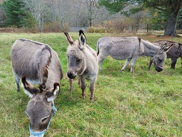 grey-light-with-dark-stripe-on-backshoulder-donkey
