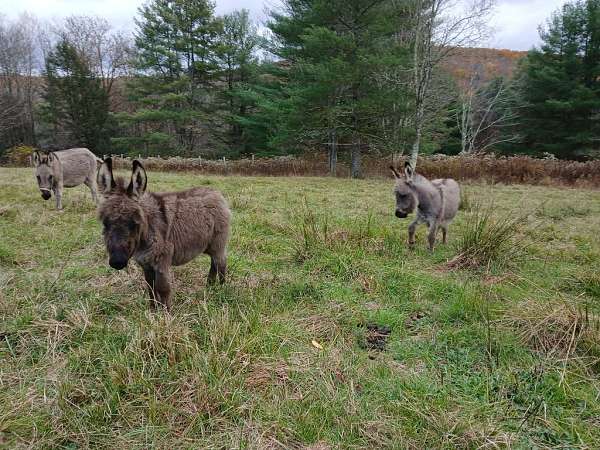 dark-brown-grey-with-darker-stripe-on-backshoulders-donkey
