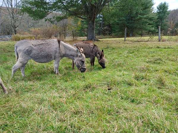grey-dark-brown-grey-with-darker-stripe-on-backshoulders-donkey