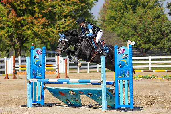 thoroughbred-mare