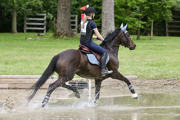 thoroughbred-horse-for-sale