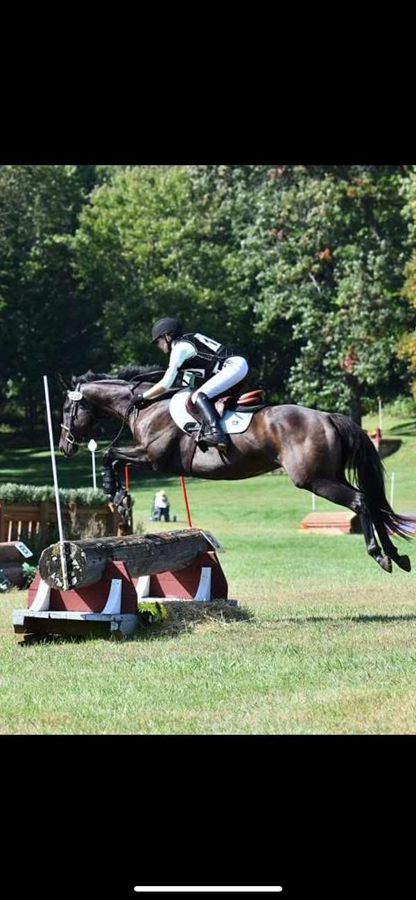 thoroughbred-horse