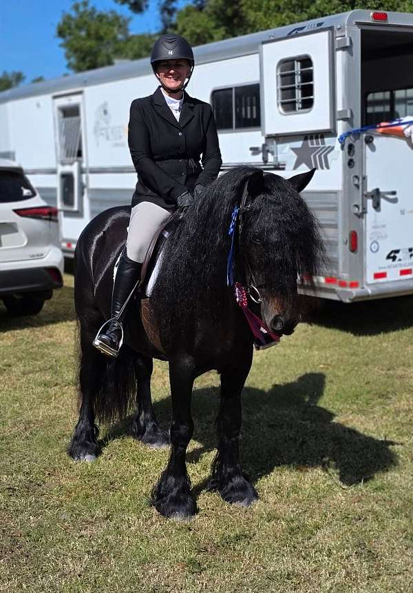 hunt-seat-equitation-fell-pony