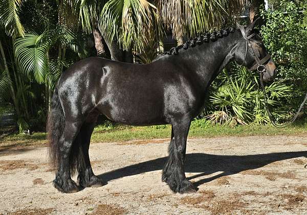 hunter-under-saddle-fell-pony