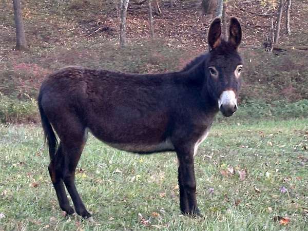 four-year-old-donkey