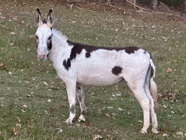 overo-donkey-mare