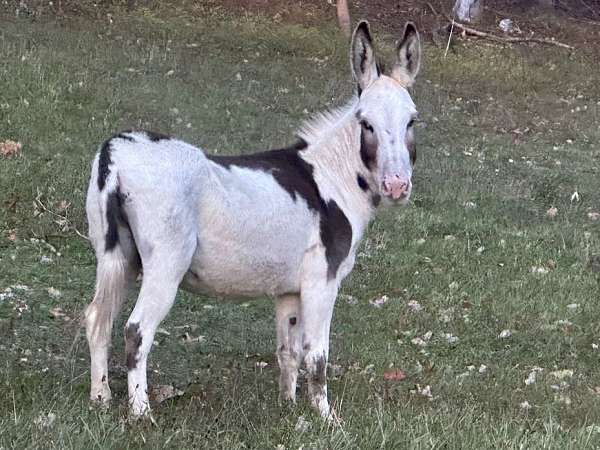 overo-mare-for-sale