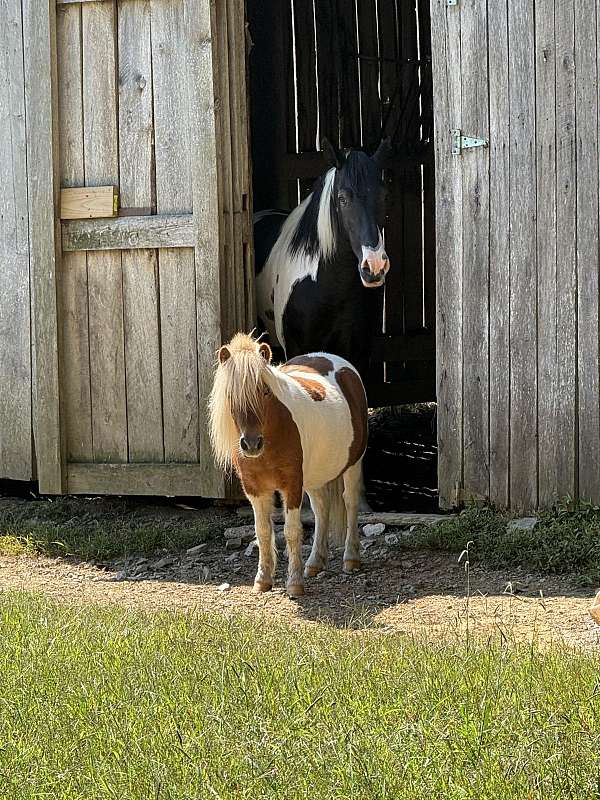 brown-white-pony