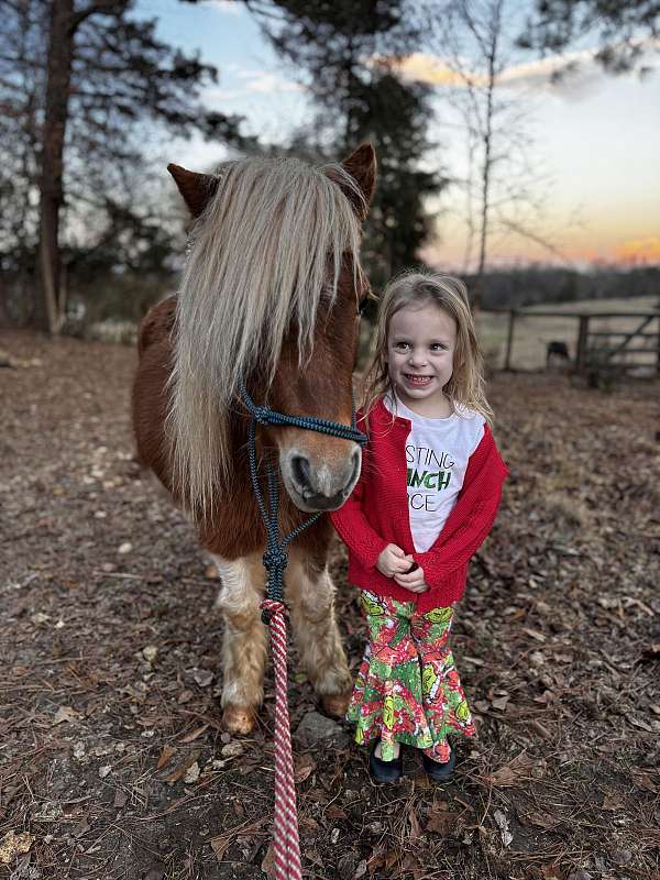 tobiano-brown-white-pony