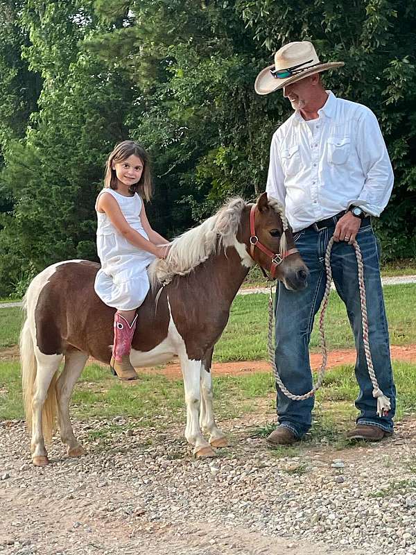all-around-pony