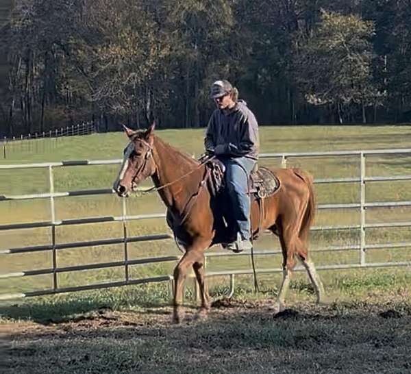 splashy-white-on-her-legs-horse