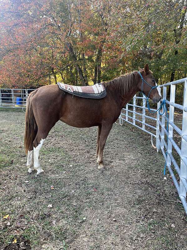 sorrel-splashy-white-on-her-legs-horse