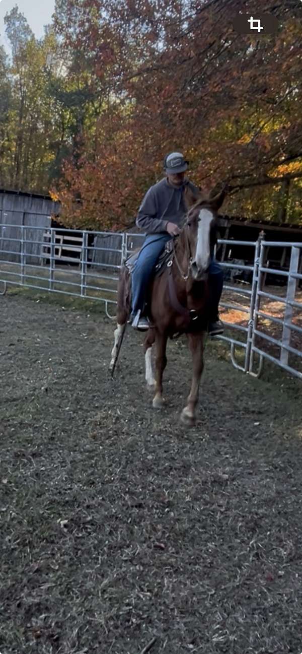 ranch-racking-horse