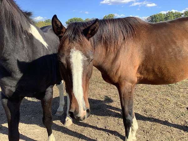 bay-brindle-horse
