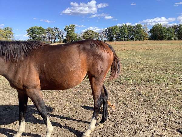 brindle-horse