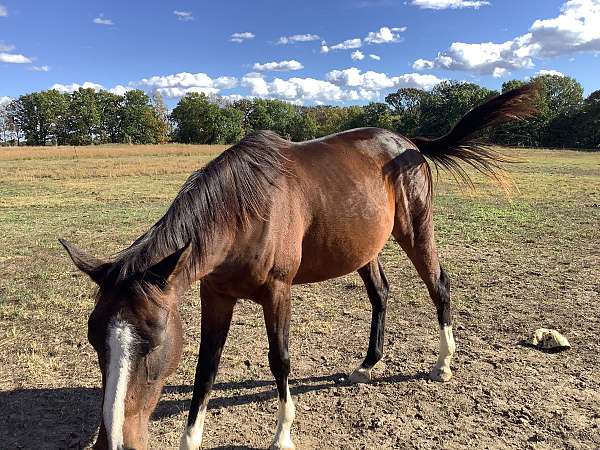 around-thoroughbred-horse