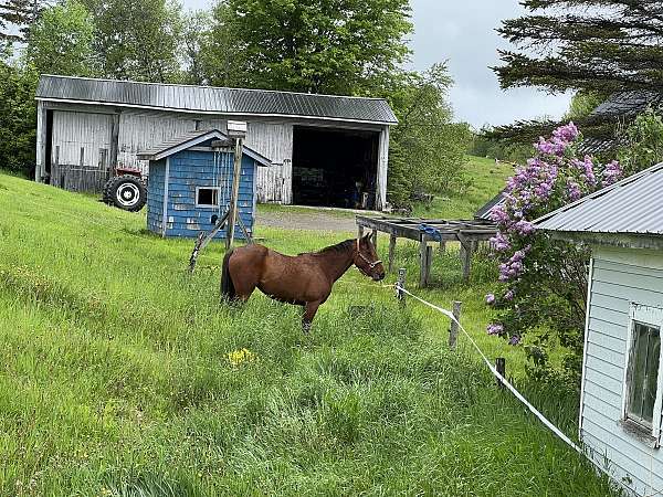 athletic-show-filly
